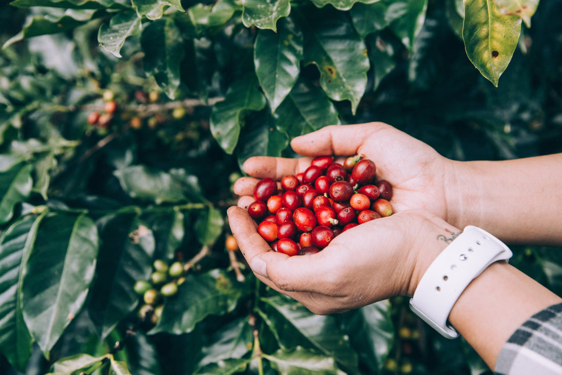 Why Sustainability Matters to Everette's Coffee
